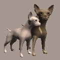 chihuahuas_rubbing_ne_a_mc.gif