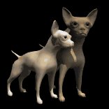 chihuahuas_rubbing_ne_a_lb.gif