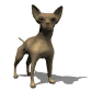 chihuahua_wag_tail_sw.gif