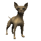 chihuahua_wag_tail_sc.gif