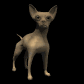 chihuahua_wag_tail_sb.gif