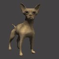 chihuahua_wag_tail_mc.gif