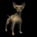 chihuahua_wag_tail_mb.gif