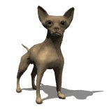chihuahua_wag_tail_lw.gif