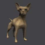 chihuahua_wag_tail_lc.gif