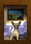 chihuahua_in_window_lw.gif