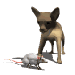 chihuahua_barking_at__a_sw.gif