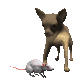 chihuahua_barking_at__a_sc.gif