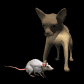 chihuahua_barking_at__a_sb.gif