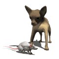 chihuahua_barking_at__a_mw.gif