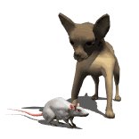 chihuahua_barking_at__a_lw.gif