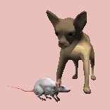 chihuahua_barking_at__a_lc.gif