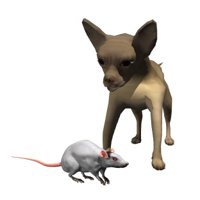chihuahua_barking_at__a_hr.jpg