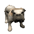 bulldog_wagging_tail_sc.gif