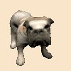bulldog_wagging_tail_mc.gif