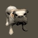 bulldog_wagging_tail_lc.gif