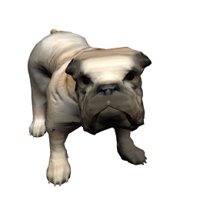 bulldog_wagging_tail_hr.jpg