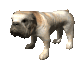 bulldog_blinking_sc.gif