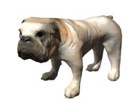 bulldog_blinking_hr.jpg