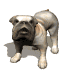 bulldog_big_barking_sw.gif