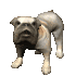 bulldog_big_barking_sc.gif