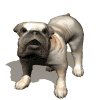 bulldog_big_barking_mw.gif
