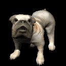 bulldog_big_barking_lc.gif