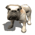 bulldog_barking_sw.gif