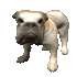 bulldog_barking_sc.gif