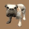 bulldog_barking_mc.gif