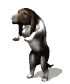 bassethoundbegging_sw.gif