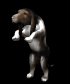 bassethoundbegging_sb.gif