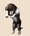 bassethoundbegging_mc.gif