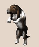 bassethoundbegging_lc.gif