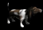 basset_excited_lb.gif