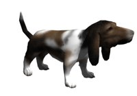 basset_excited_hr.jpg