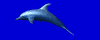dolphin_swim_mblu.gif
