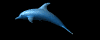 dolphin_swim_mb.gif