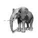 elephant_ear_twitch_sw.gif