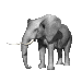elephant_ear_twitch_sc.gif