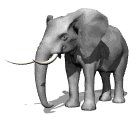 elephant_ear_twitch_mw.gif