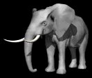 elephant_ear_twitch_lb.gif