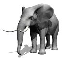 elephant1_mw.gif