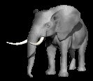 elephant1_lc.gif