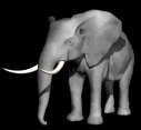 elephant1_lb.gif