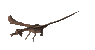flying_dragon_sc.gif