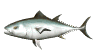 tuna_swimming_sw.gif