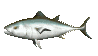 tuna_swimming_sc.gif