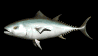 tuna_swimming_sb.gif