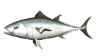 tuna_swimming_mw.gif
